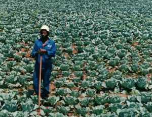 black farmers