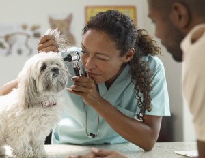 VeterinarianAnimalDoctorWoman