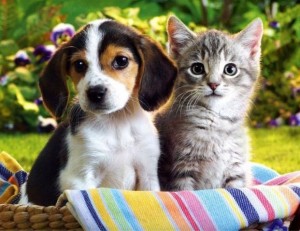 puppy and kitten