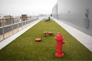 Washington, D.C. Rooftop Dog Park_T.Bernie