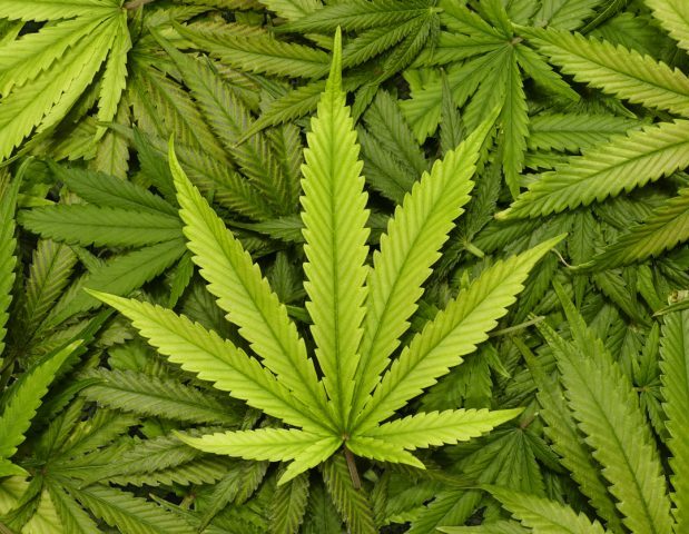 Homegrown indoor pot plants and leaves