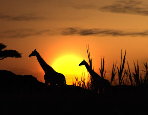 african safari