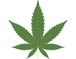 Marijuana leaf illustration