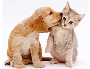 affectionate dog and cat