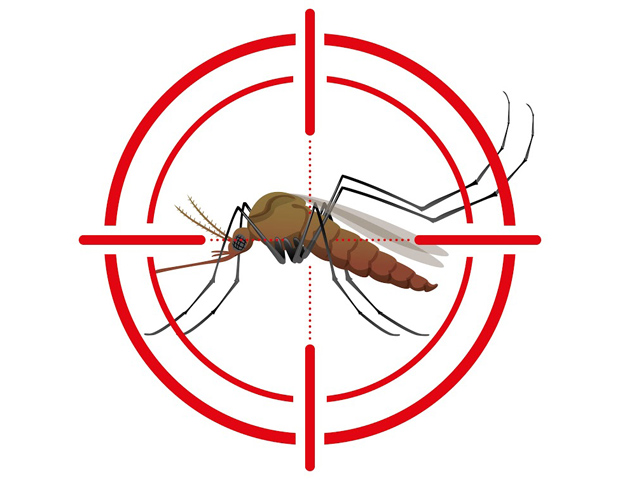 mosquito - Zika Virus