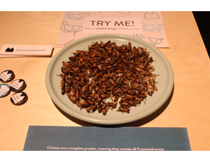 Dried crickets