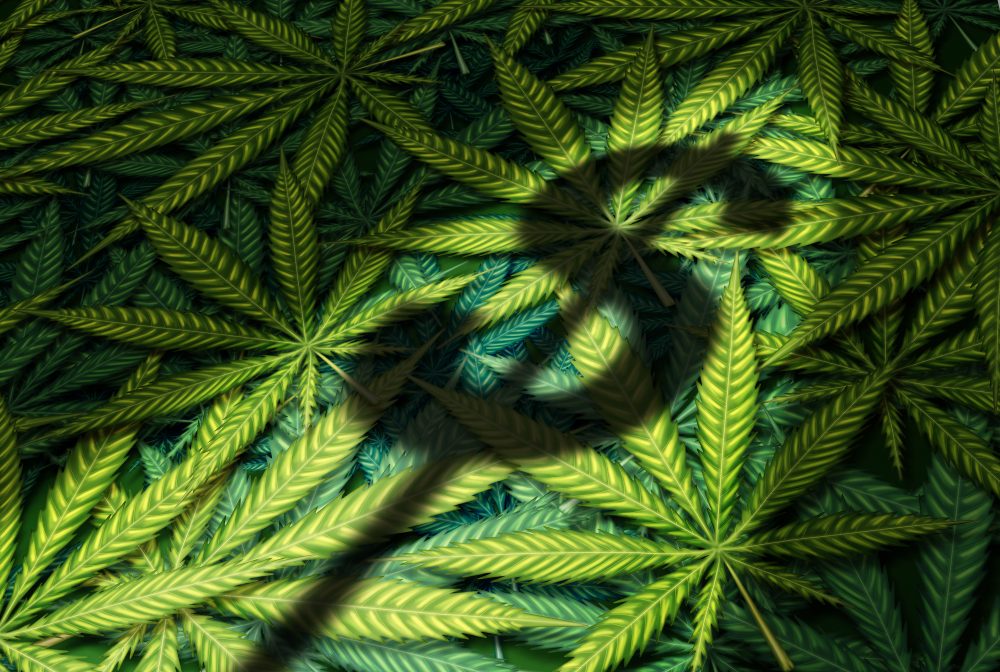 How to Start a Cannabis Business