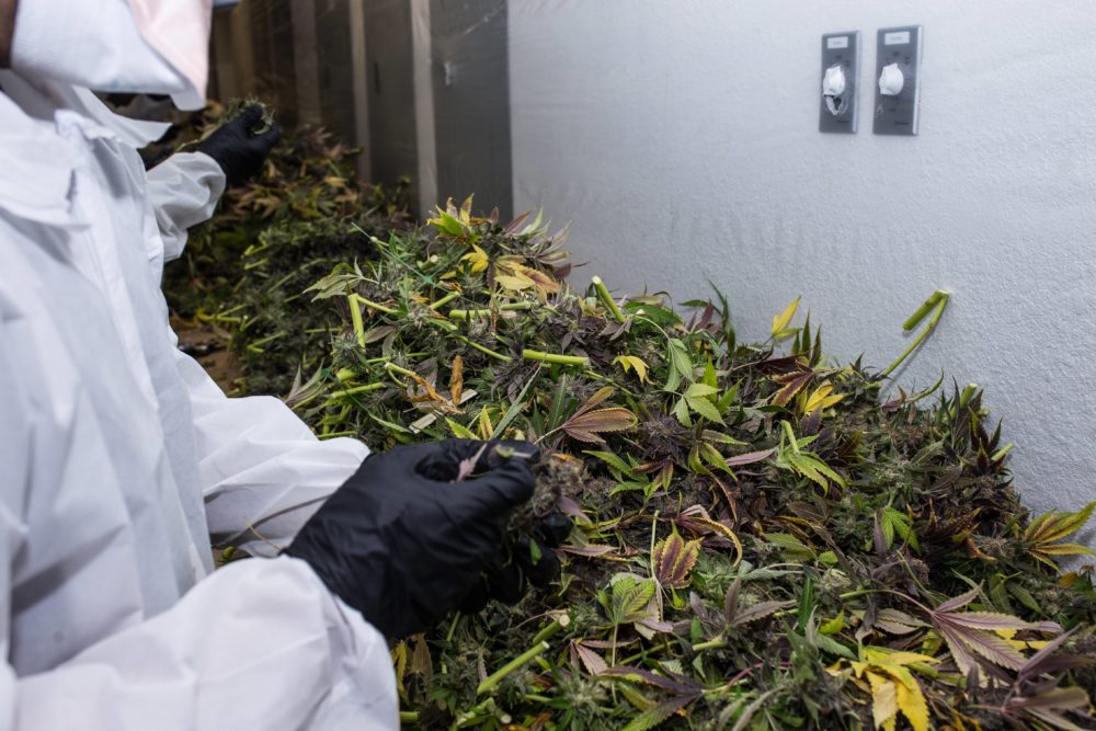 GFive cannabis cultivation