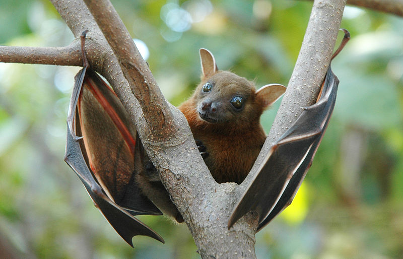 bats coronavirus