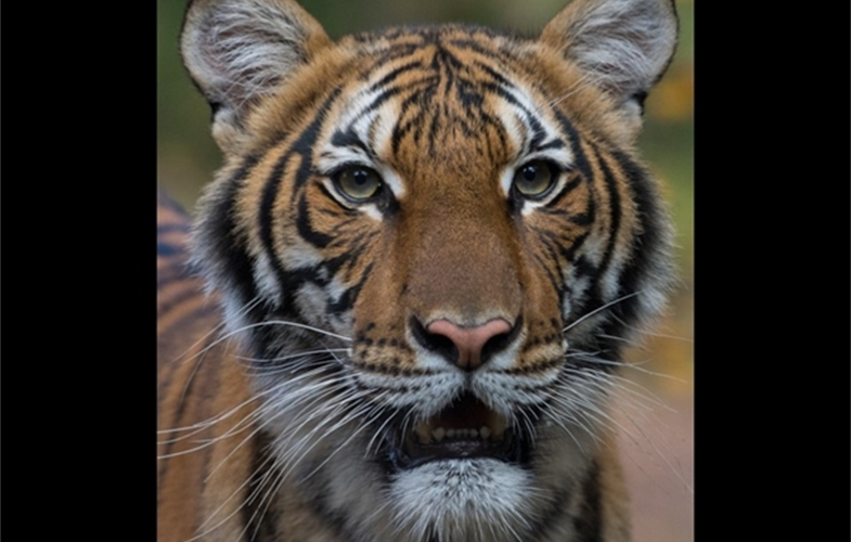 Tiger The Bronx Zoo