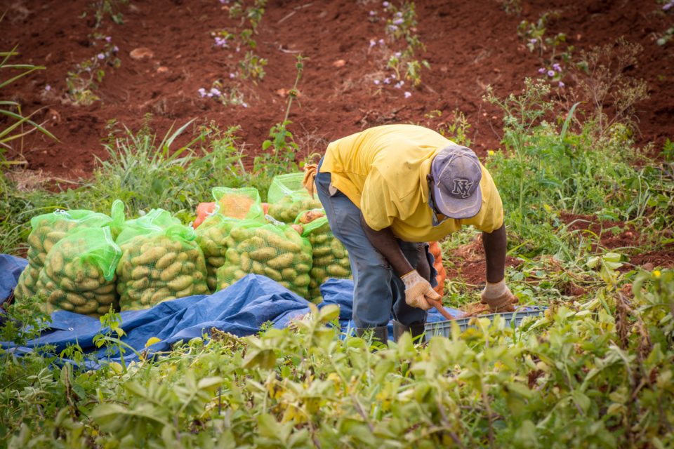 Jamaica farmer