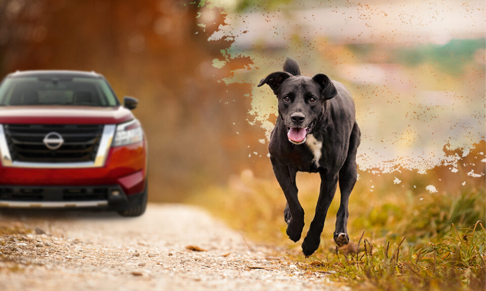 The Ultimate Road Trip