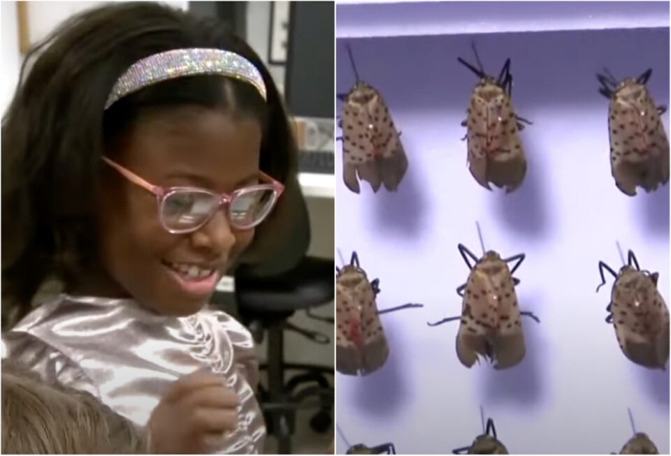 Bobbi Wilson, 9, Yale lanternfly display
