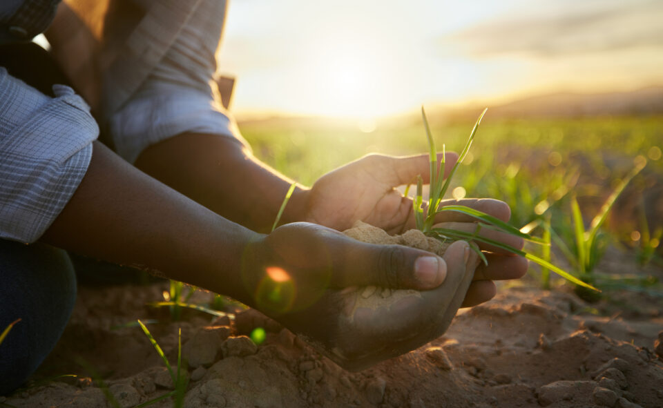 Black farmer holding soil