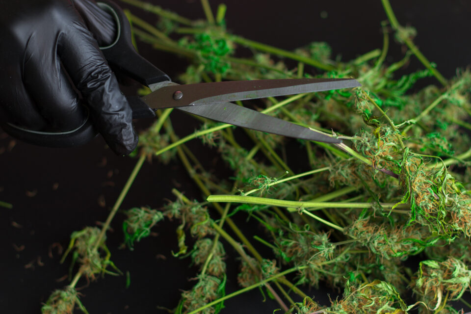 Cannabis Industry, Tahir Johnson